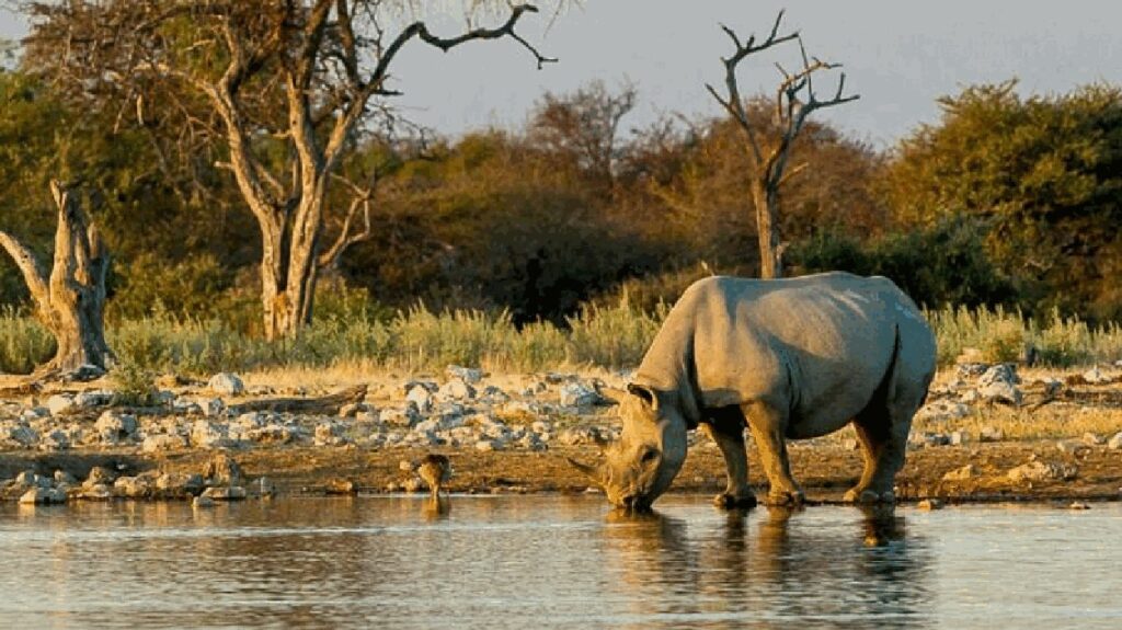viaje_namibia_en_grupo_etosha_rinoceronte